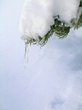 雪和冰的樹(shù)枝