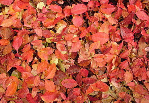 紅色的葉子