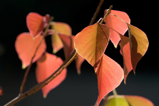 紅色的葉子