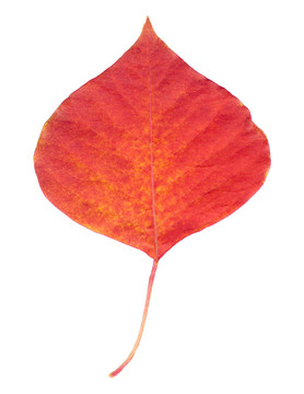 一個紅色的葉