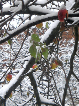 雪蘋果