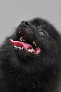 獅子狗