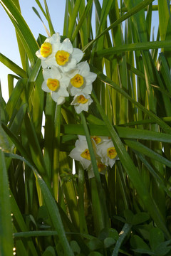 花水仙