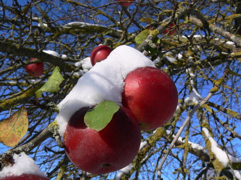 蘋果在雪