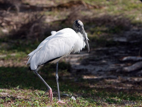 木stork2