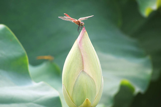 蜻蜓