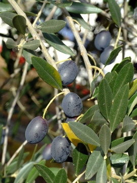 橄欖樹(shù)