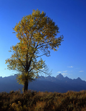 tetonscottonwood