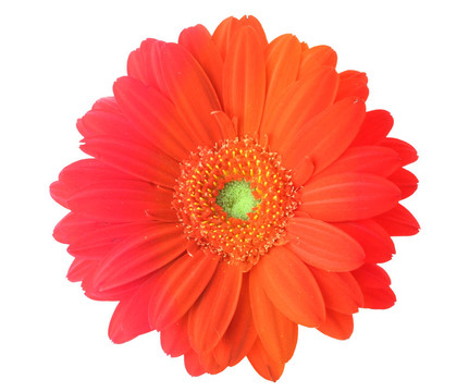 五彩的鮮花