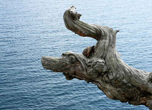 海龍