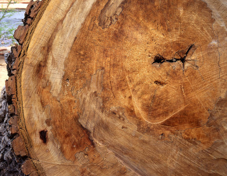 treerings