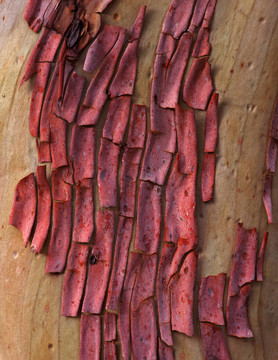 abstractbark