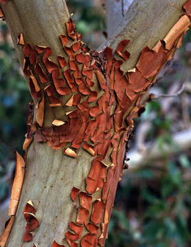 ybranchbark