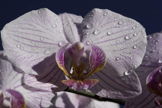白蘭花1