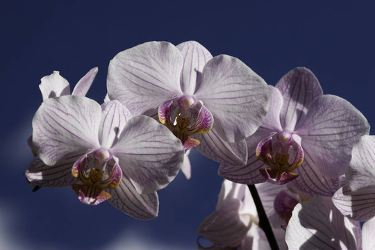 白蘭花2
