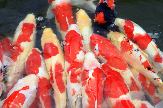 鯉魚(yú)的人群