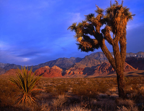 mojaveyucca3