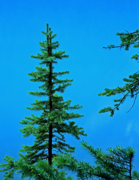 lodgepolepine