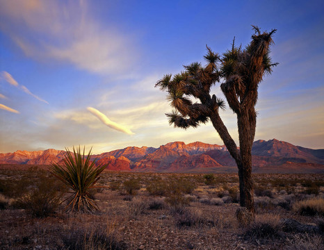 mojaveyuccadesert