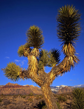 mojaveyucca2
