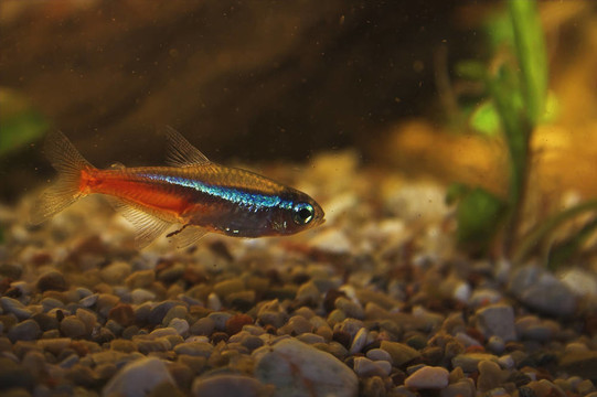 霓虹燈魚