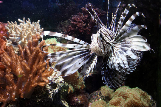 魚和魚缸