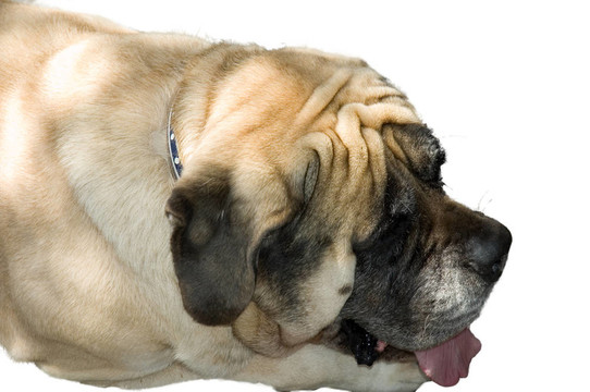 可憐的斗牛犬