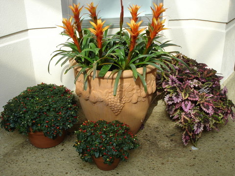 盆花
