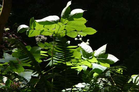 陽(yáng)光照射在Muir Woods