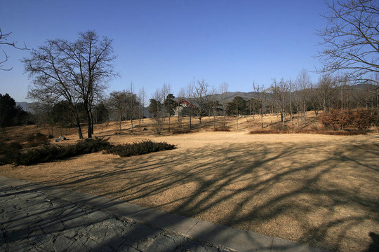 冬季植物場景