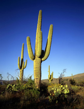 saguarocactus1