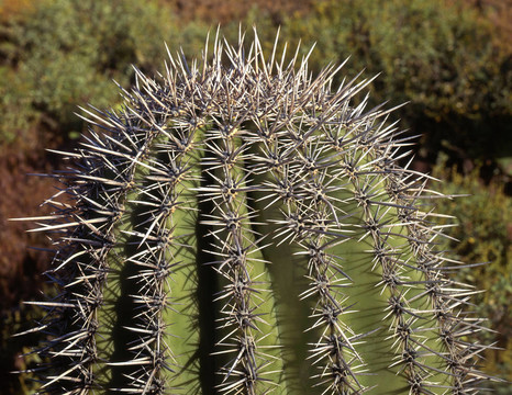 saguarocactus8