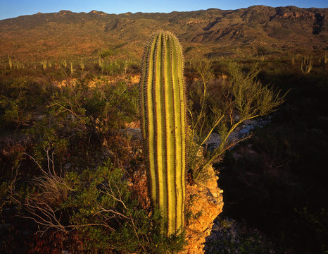 saguarocactus9