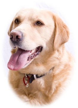 金毛獵犬