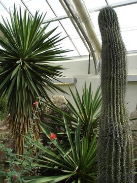 仙人掌類植物