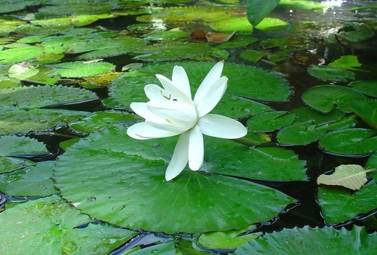 白色的花