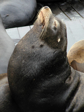 加利福尼亞海獅簡介