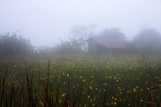 霧蒙蒙的鄉(xiāng)村