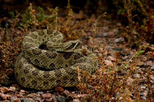 rattler3