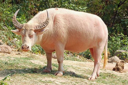 白化野牛