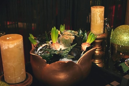 植物和仙人掌