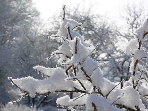 布什在雪中