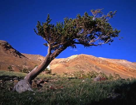 bristleconepinetree