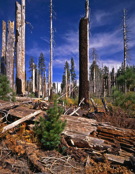 oldfirenewgrowth