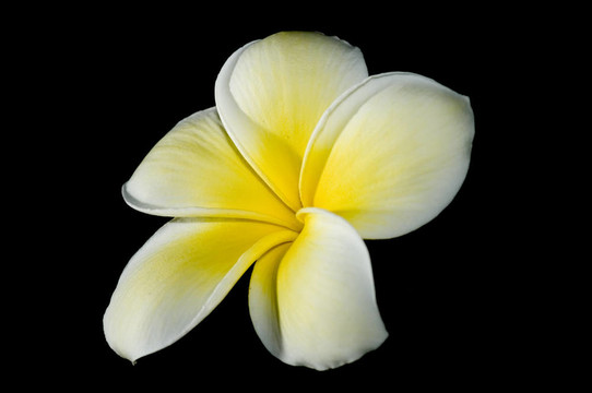 雞蛋花