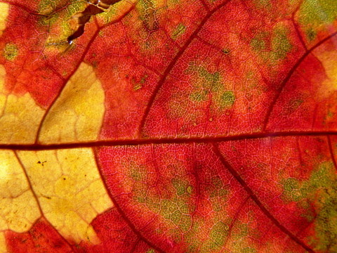 紅色和黃色的葉子