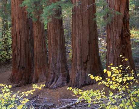 fivesequoias