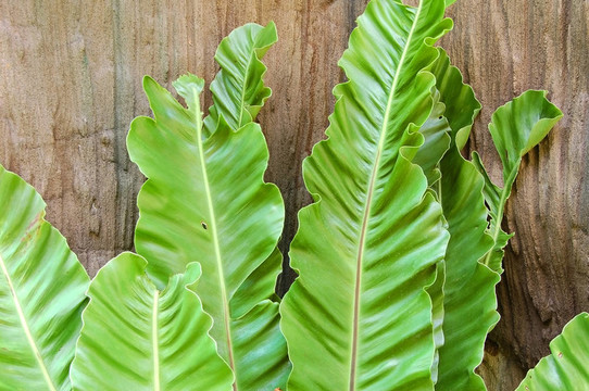 Fern離開(kāi)
