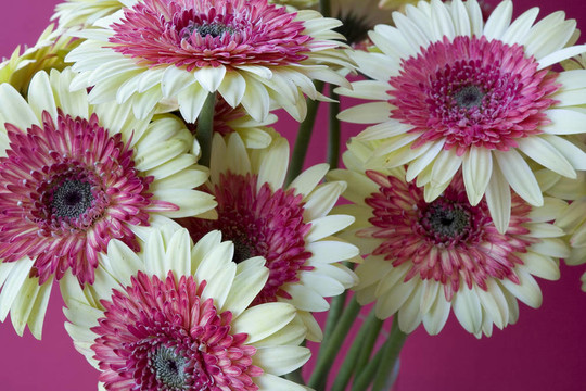 Flower 30