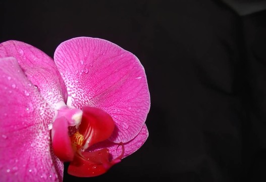 粉紅色的蘭花